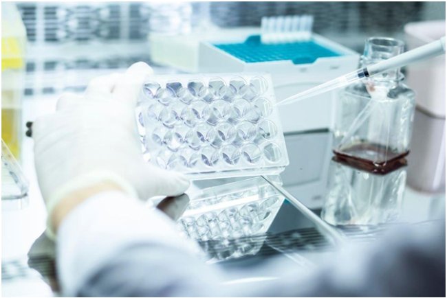 Role of Cell-Based Assay in Toxicity Testing and Safety Studies