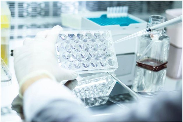 Role of Cell-Based Assay in Toxicity Testing and Safety Studies