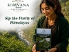 Urtica Himalayensis: Why This Native Himalayan Plant Deserves More Attention