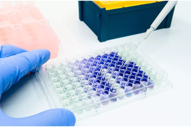 How Do Cell Toxicity Assays Predict Drug Safety Before Human Trials?