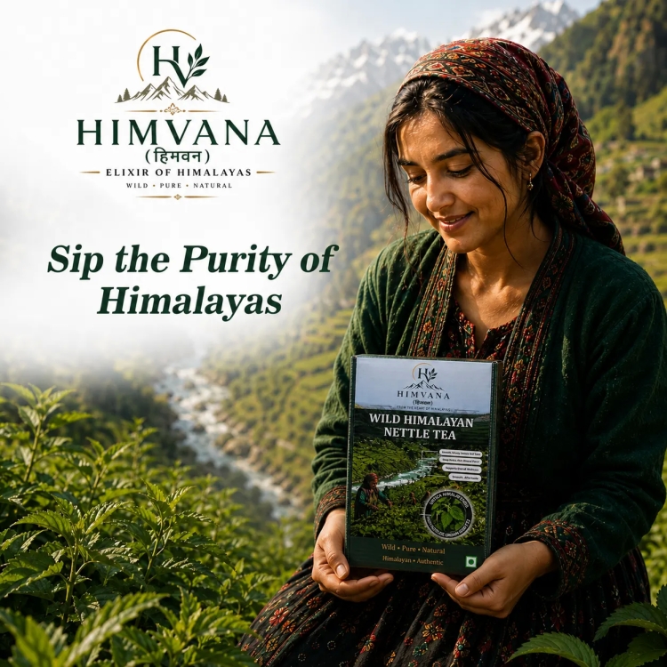 Urtica Himalayensis: Why This Native Himalayan Plant Deserves More Attention